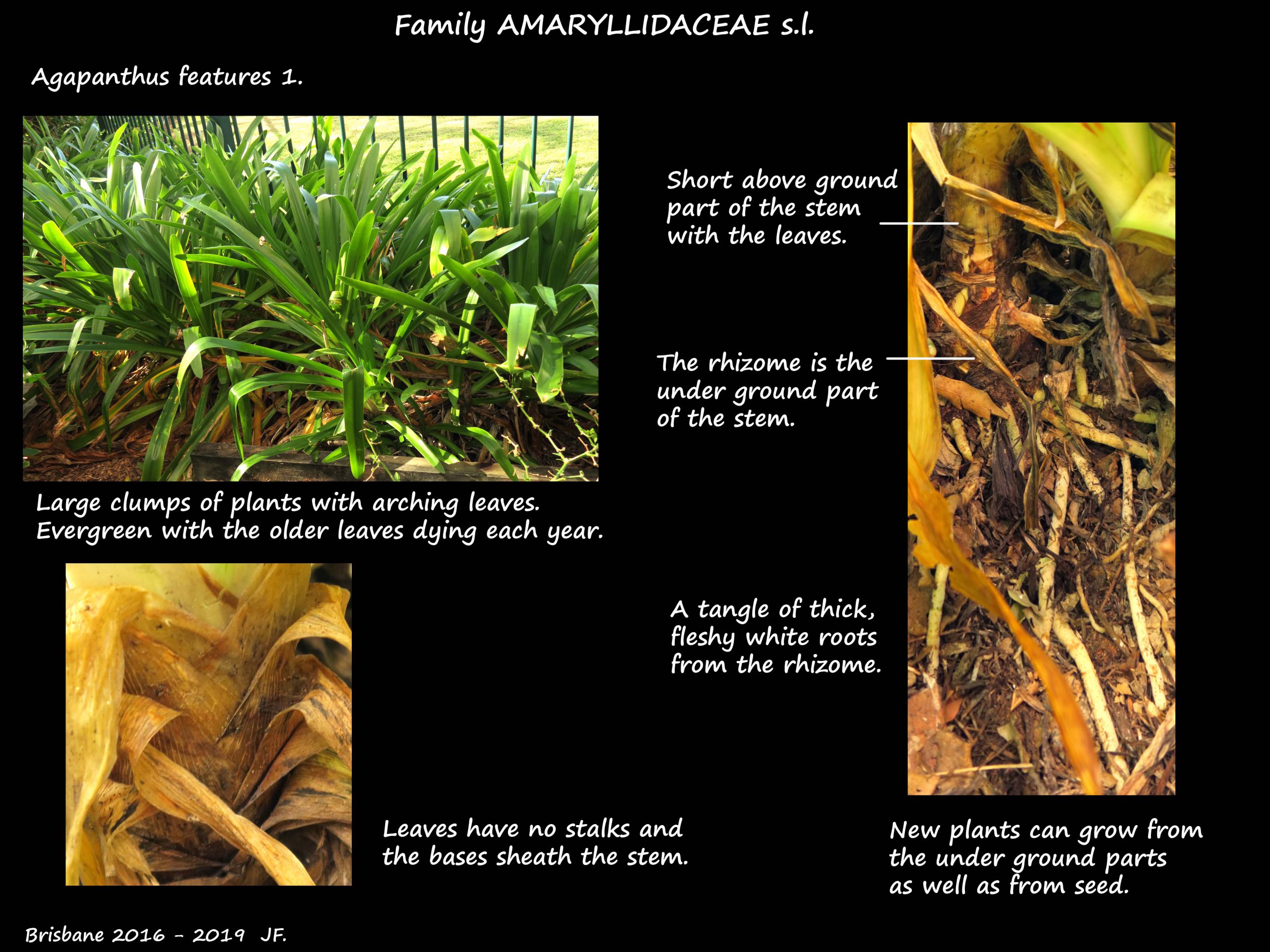 1 Agapanthus plant & roots